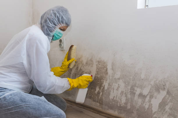 Best HVAC Mold Remediation in Lincoln Park, NY